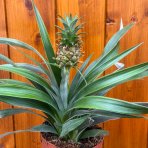 Ananás (Ananas comosus) ´MI AMIGO´ - výška 20-25 cm, kont. C1,5L
